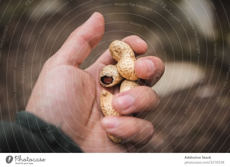 Crop hand with peanuts raw unshelled countryside man showing forest food natural organic male nutrition vegetarian vegan journey unpeeled snack fresh vitamin