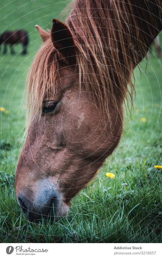 Chestnut horse standing in countryside head chestnut animal rural ranch equine domestic nature field meadow pasture stallion mare calm creature beast mammal