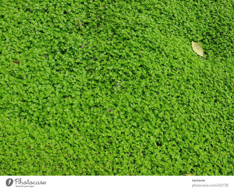 sea of leaves Leaf Green Background picture Spring Nature Plant