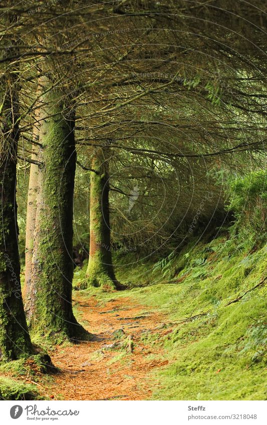 forest path Nordic Ireland Footpath Forest Nordic nature Silence in the forest forest bath silent Moss trees off tranquillity Forest atmosphere