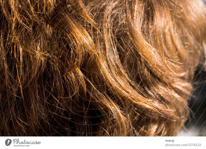Copper-coloured human hair Human hair Muddled coppery Natural covering Hair and hairstyles Light Glittering luminescent Contrast