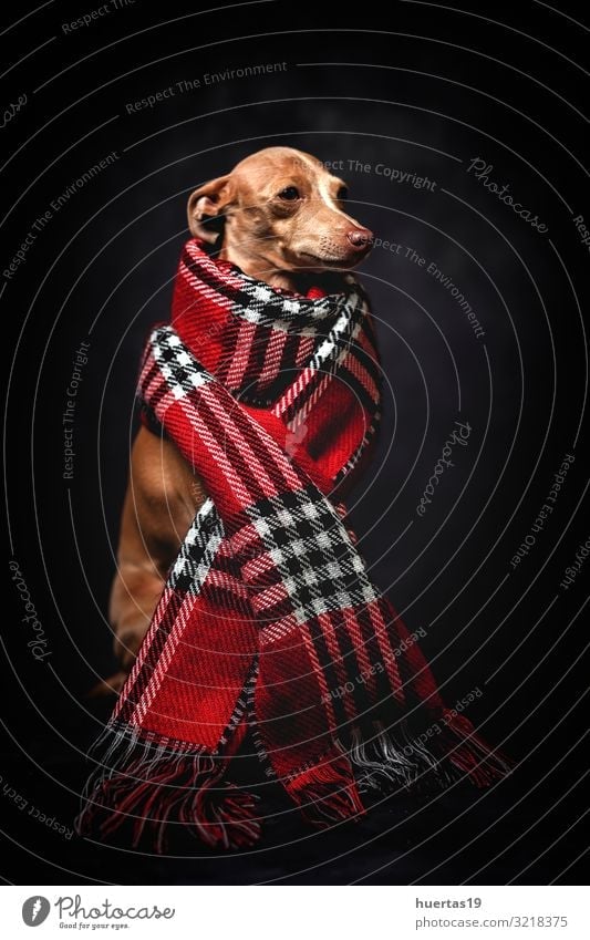 Funny dog with red plaid scarf Lifestyle Happy Beautiful Winter Friendship Animal Autumn Fashion Clothing Scarf Pet Dog 1 Dark Friendliness Small Cute Brown Red