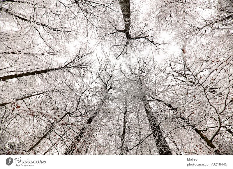 Snow-covered tree tops in the forest Frost Nature Cold Snowfall Forest Seasons Sky Weather White Winter Beautiful Landscape Natural Tree Ice Exterior shot