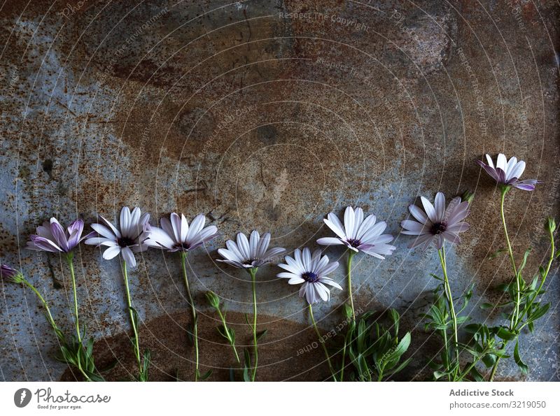 Flowers on rough surface flower row fresh dirty rustic plant summer natural organic line composition delicate fragile lilac many bunch weathered shabby table