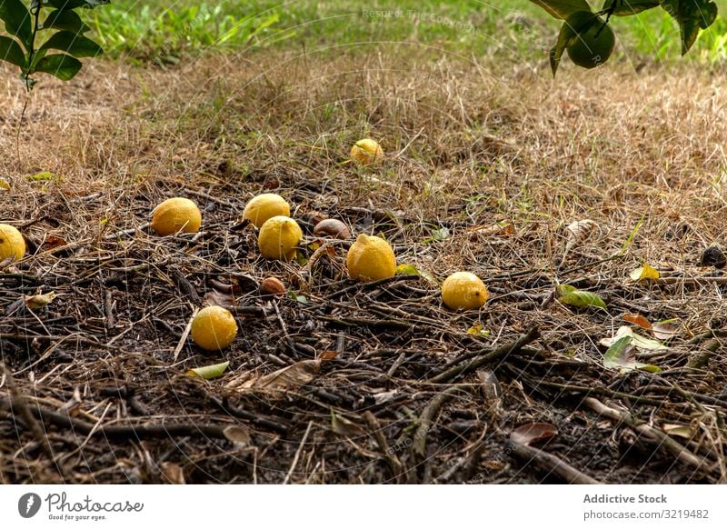 Bunch of lemons on ground under tree garden agriculture citrus food fruit harvest cultivated botanical ripe tropical natural fresh healthy organic orchard