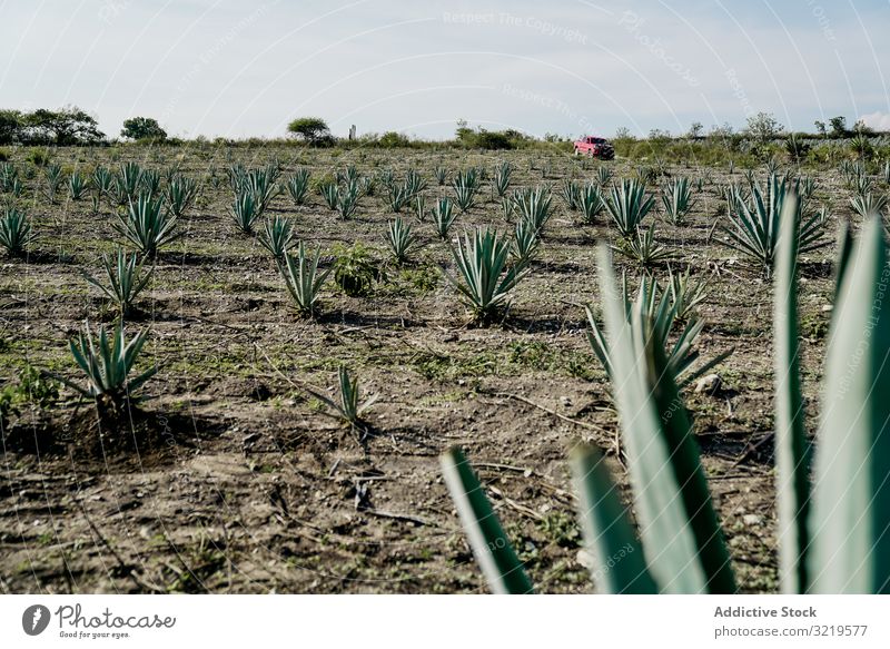Agave growing at field on farm agave green rural dry daylight agriculture ranch ground plant nature cactus plantation traditional industry organic tropical