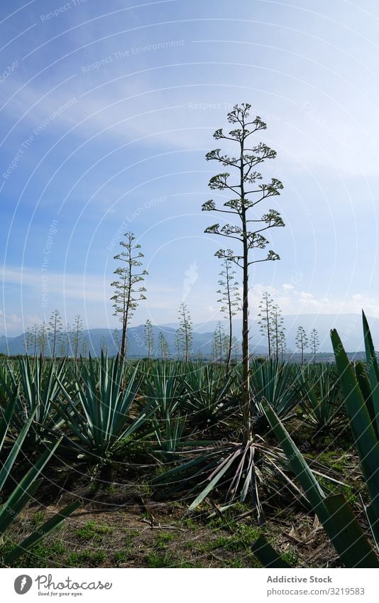 Field of blooming agave field growing green flowers succulent success farm rural dry daylight agriculture ranch plant nature cactus plantation traditional