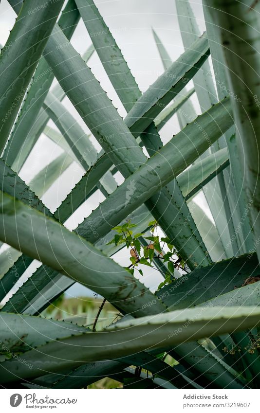 Long succulent plant leaves long spiky agave growing tall green thorns daylight botany nature summer exotic prickly cactus natural flora tropical sharp detail