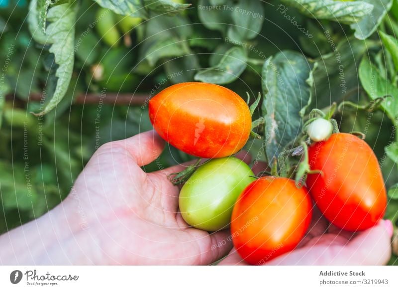 Shiny red tomatoes on green bunch in hands gardener vegetable fresh ripe organic harvest food agriculture female healthy summer holding growth plant lifestyle