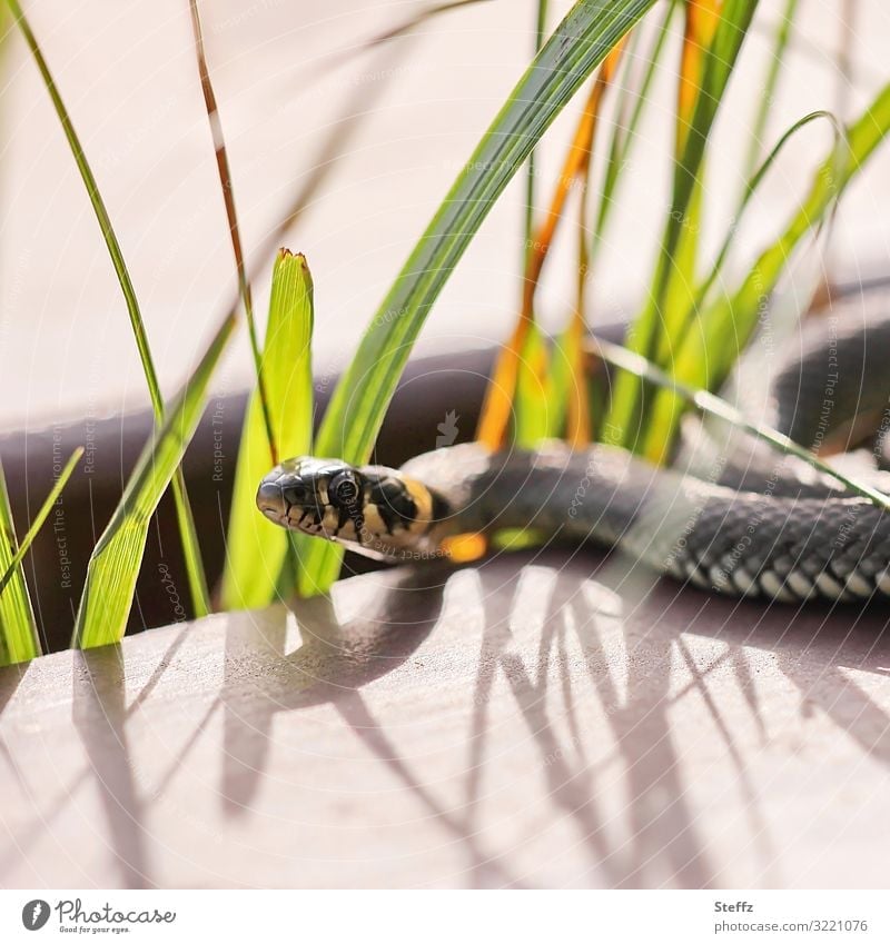 Grass snake on a wooden bench Ring-snake Viper Snake Snake eyes Reptiles Natrix natrix Wild animal Observe Creep Lie Looking Exceptional Creeping Hazard-free