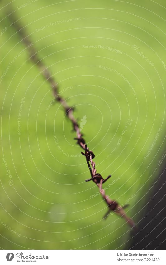 Single barbed wire in front of green pasture Environment Nature Summer Grass Foliage plant Meadow Field Metal Rust Point Thorny Green Barbed wire Wire Twisted
