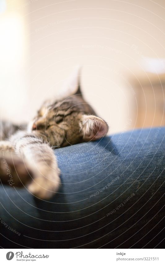 nodded kitten Leisure and hobbies Living or residing Jeans Pet 1 Animal Baby animal Sleep Authentic Small Cute Calm Contentment Cuddling Colour photo