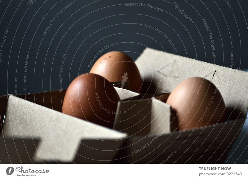 Three brown eggs in gray cardboard against dark background Food Eggs cardboard Nutrition Breakfast Organic produce Lifestyle Healthy Eating Living or residing