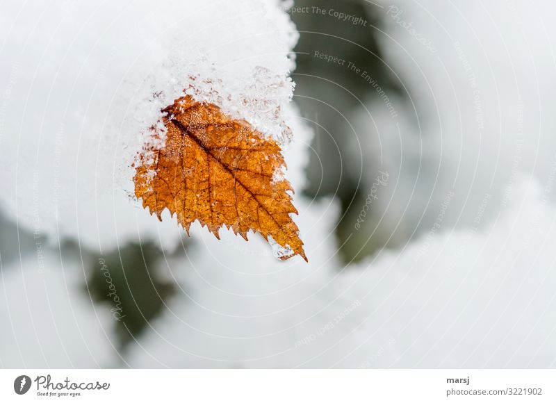 Winter wrapped, autumnally coloured birch leaf End chill Limp Death natural Birch leaves Frost Snow Ice Plant flaked Nature Subdued colour Colour photo serrated
