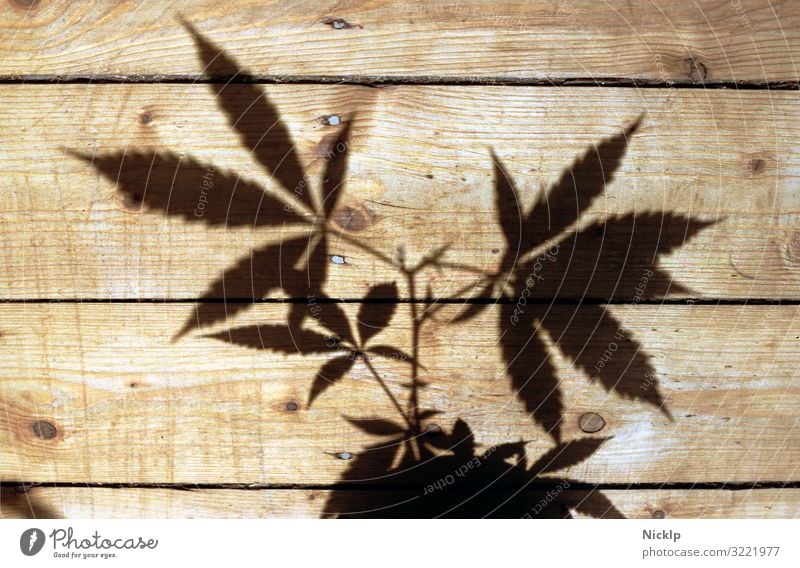Shadows of a hemp plant on wooden floorboards - cannabis - nightshade plant - silhouette Marijuana Cannabis Hemp narcotic Grass thc Plant cbd Herbs and spices