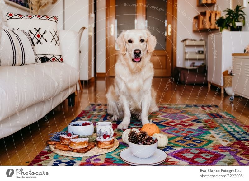 cute golden retriever dog at home. Healthy breakfast besides with tea, fruits and sweets. Dog Breakfast Golden Retriever Purebred Funny Delightful Fruit Autumn