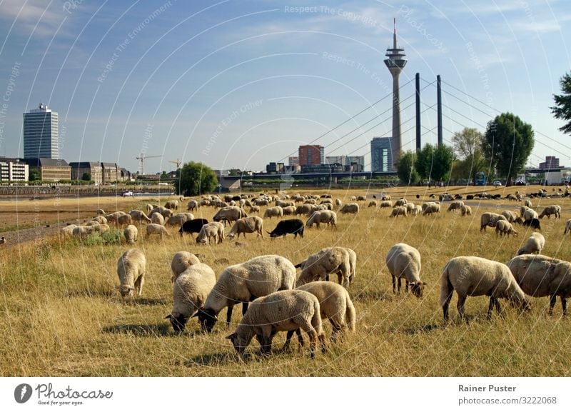 Climate change - Flock of sheep on a dry meadow in Düsseldorf Agriculture Forestry Beautiful weather Drought Meadow River bank Duesseldorf Germany Downtown