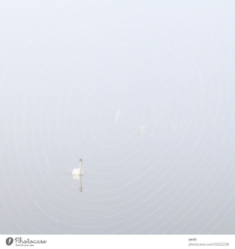all in white Swimming & Bathing 1 Human being Animal Water Autumn Fog Lake Bird Swan Gray Subdued colour Exterior shot Deserted Copy Space left Copy Space right