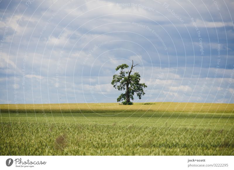 a tree with lots of views Agriculture Landscape Sky Clouds Wheatfield Growth Authentic Far-off places Horizon Inspiration Experiencing nature Subdued colour