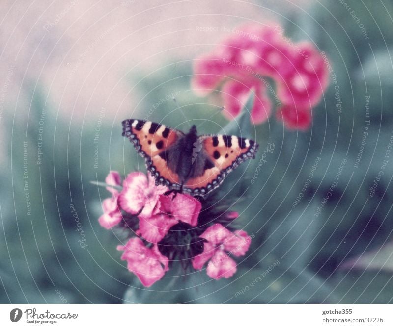 Little Fox Butterfly Small tortoiseshell Flower Colour Freedom Beautiful