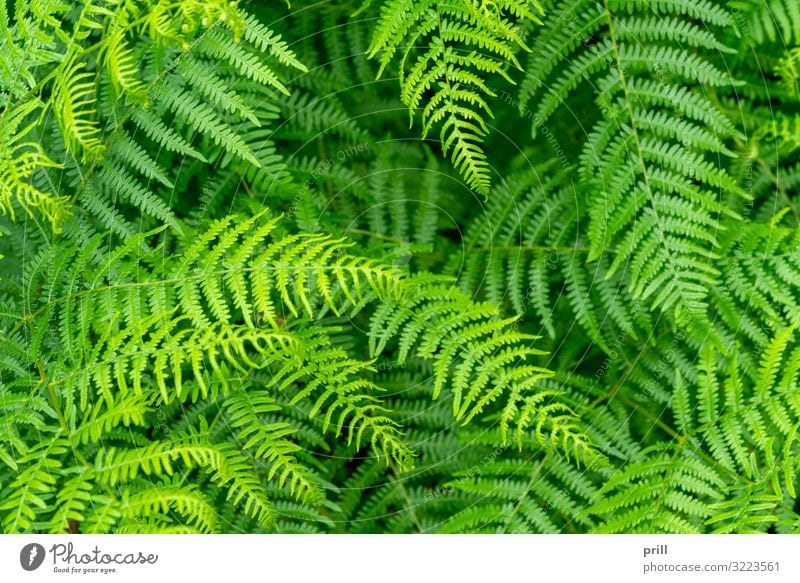 far plants closeup Nature Plant Leaf Above Juicy Green Fern Fern leaf wag full-frame image increased viewing angle Natural detail thriving Botany