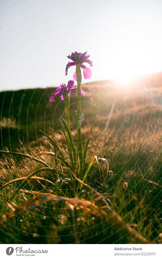 Pink flower in sunlight in hilly valley pink growing landscape nature countryside scenery rural plant environment grass travel tourism blossom idyllic majestic