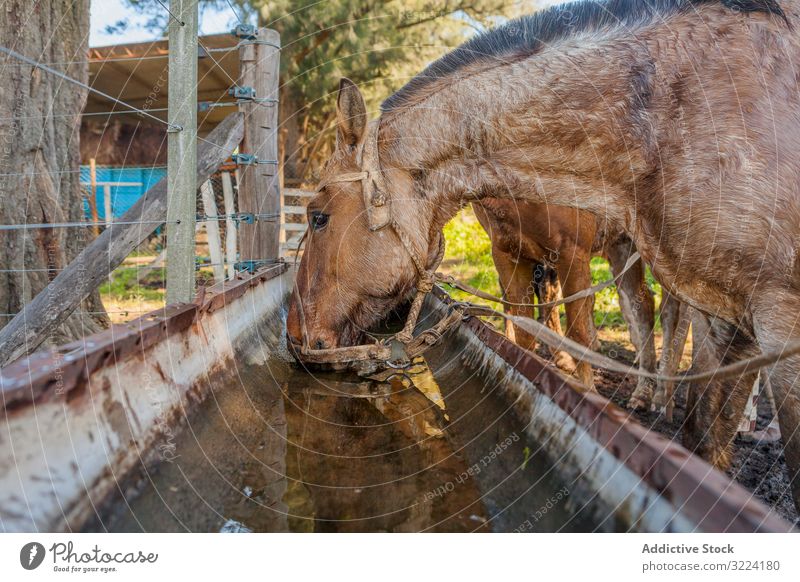 Horses drinking water in long drinker on barnyard horse animal mammal nature fauna domestic farm rural natural hoofed pasture herd stallion pet care bridle