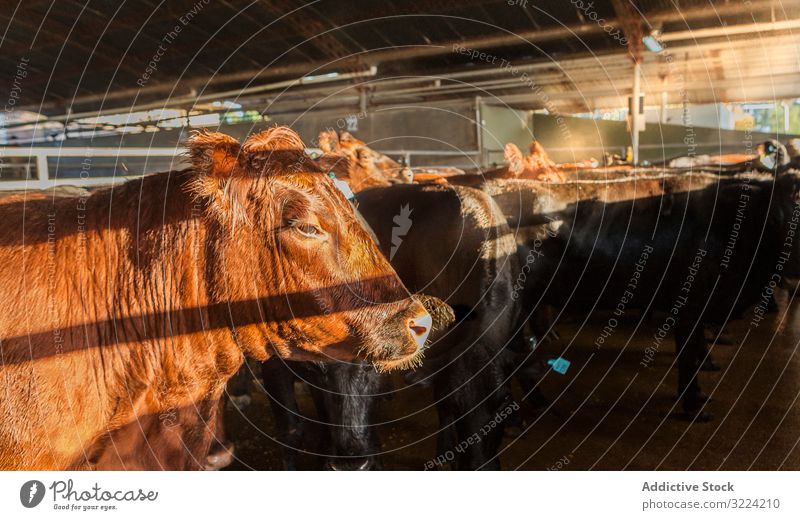 Calm brown cow in stable in bright sunlight cattle farm country healthy traditional natural countryside herd sunbeam animal environment waiting ranch