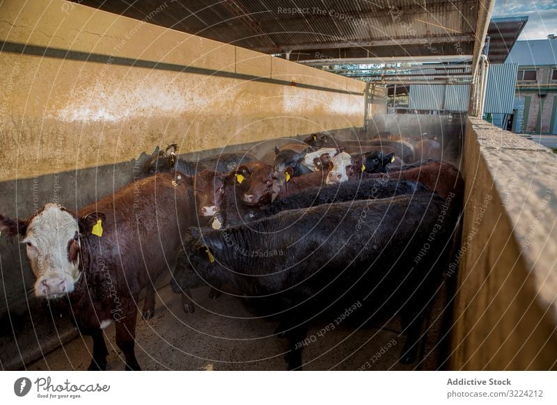 Cows standing in long stable on farm cow cattle earmark country healthy traditional natural countryside herd animal environment ranch agriculture farmland