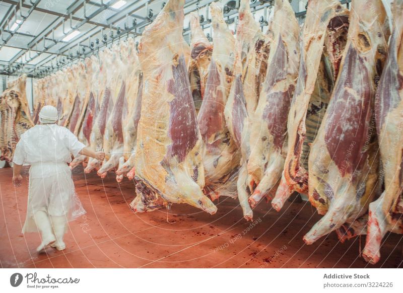 Butcher in uniform walking along suspended carcasses butcher slaughterhouse count meat fresh production food butchery raw industry hanging person body business
