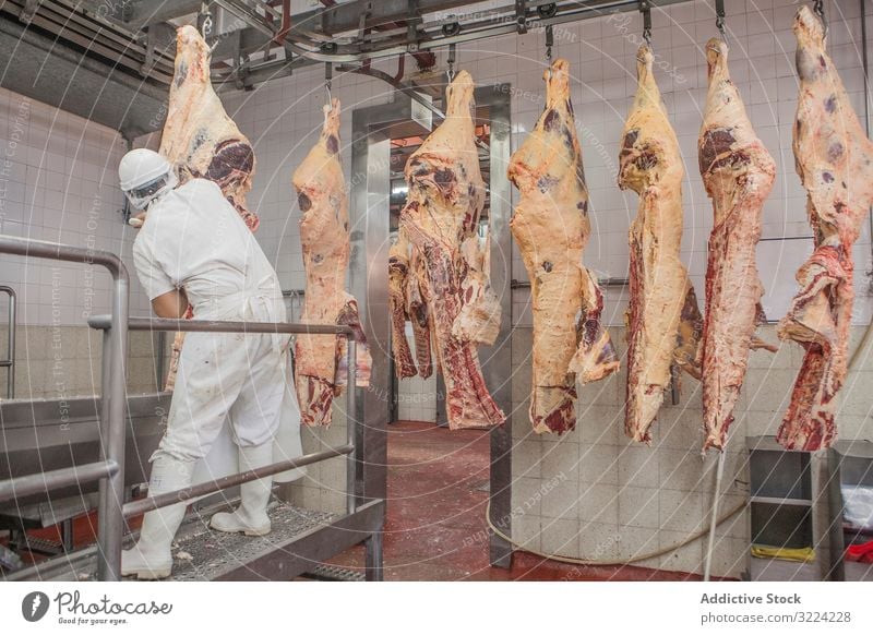 Butcher in uniform cutting carcass with knife in slaughterhouse butcher meat raw fresh beef butchery chop industry rustic protein nutrition person work slicing