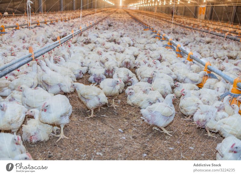 Poultry at chicken farm poultry hen feeding walk spacious house lighted industry bird agriculture farming food livestock nature meat animal nutrition rural