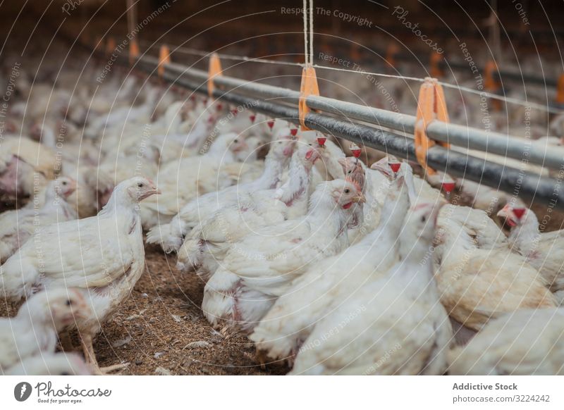 Poultry at chicken farm poultry hen feeding walk spacious house lighted industry bird agriculture farming food livestock nature meat animal nutrition rural