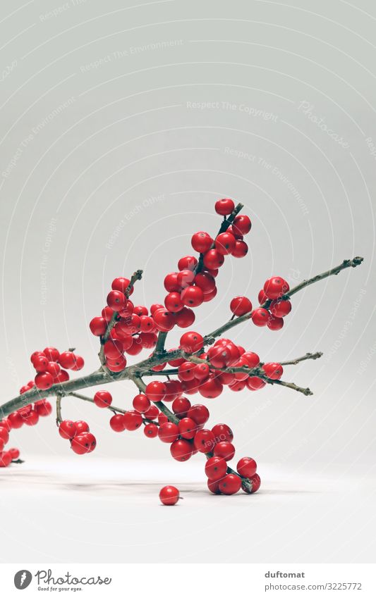 holly Nature Plant Winter Wild plant Ilex Branch Bushes Berries Faded Retro Point Red Romance Cold Nostalgia Decoration embellish Christmas Advent Christmassy
