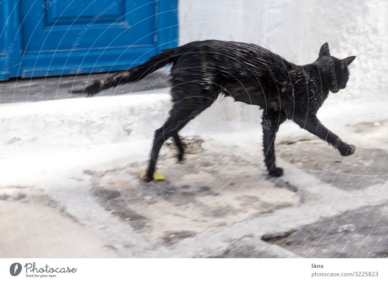 Wet cat Cat Greece Town Going Black