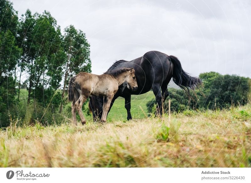 Black horse with foal grazing on lawn nature animal field farm grass summer brown pasture baby stallion rural equine equestrian group mother mammal herd eat