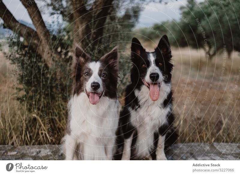Border Collie dogs sitting on brick fence in countryside pet animal border collie friend domestic mammal rural breed fur alert canine peaceful relax rest wait