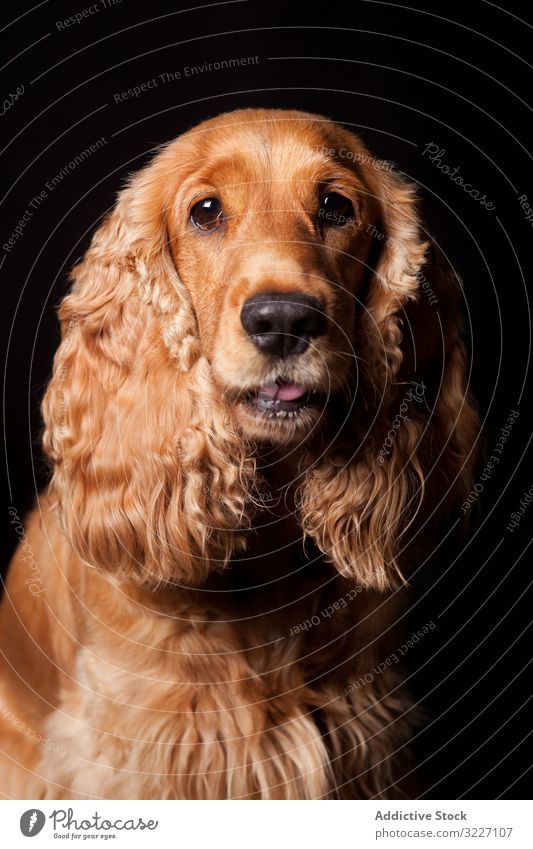 Amazing dog staring at camera pet cute adorable animal domestic mammal canine purebred tongue pedigree furry amazing wonderful charming sweet lovely obedient