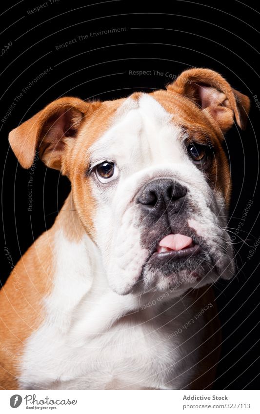 Amazing dog staring at camera pet cute adorable animal domestic mammal canine purebred tongue pedigree furry amazing wonderful charming sweet lovely obedient