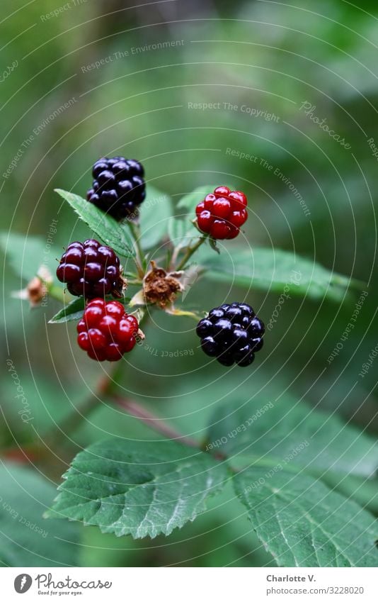 blackberries Environment Nature Plant Summer Bushes Agricultural crop Wild plant Fruit Seed head Berries Berry seed head Blackberry Fruity Forest Illuminate