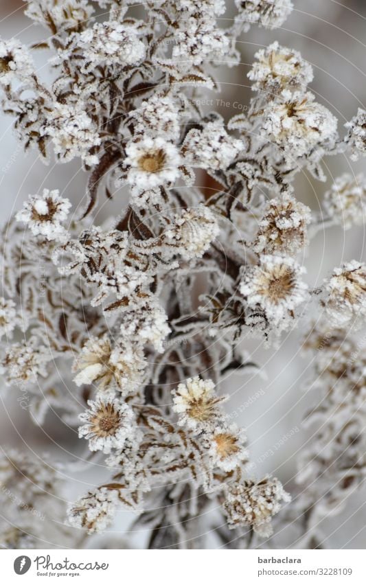 Ice Princess Aster Plant Winter Frost Snow Flower Bushes Leaf Blossom Garden Blossoming Esthetic Cold Beautiful Wild Gray Silver White Moody Romance Climate