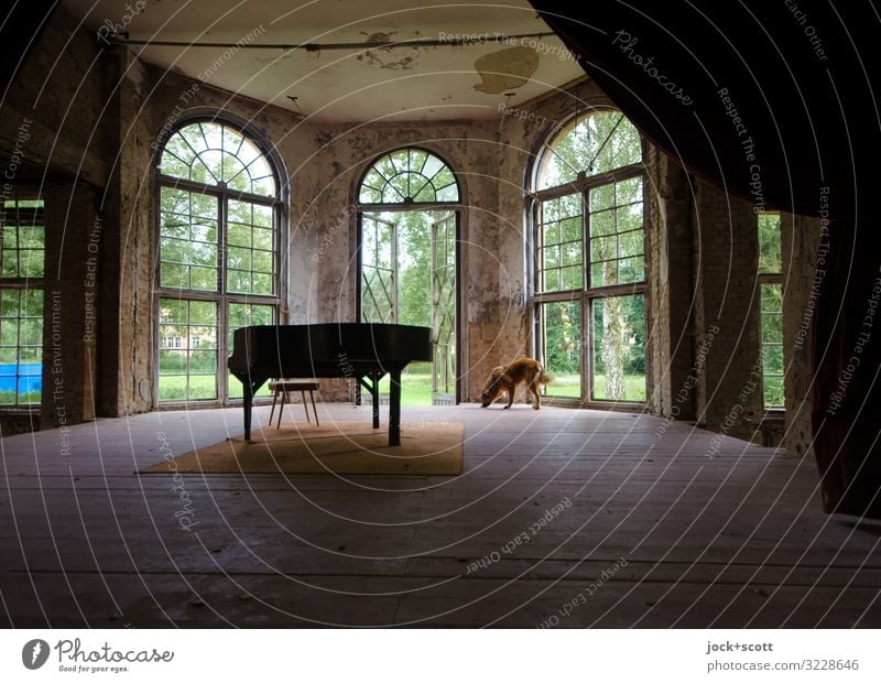 Solo Sonata for Piano lost places Summer Brandenburg Sanitarium Window Platform Dog Piano stool Drape Historic Moody Serene Past Transience Ravages of time