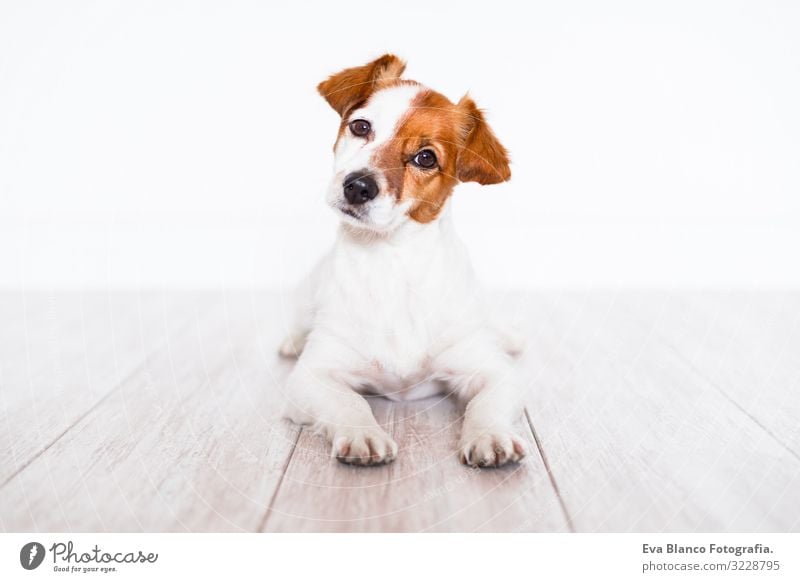 cute jack russell dog lying on the floor at home Cute Jack Russell terrier Dog Pet Home Portrait photograph House (Residential Structure) Looking intelligent