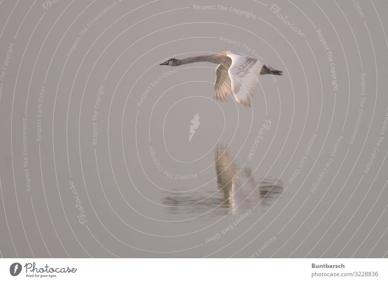 low-altitude flight Environment Nature Animal Water Winter Lake Wild animal Bird Swan Wing Feather 1 Flying Esthetic Wet Brown Gray White Moody Glide Hover