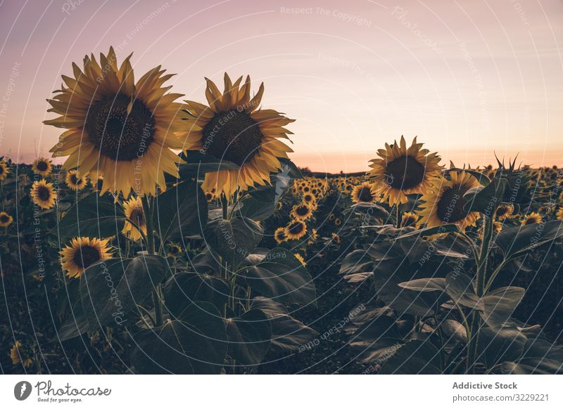 Sunflowers on background of blue sky sunflower field nature sunrise freedom country meadow morning landscape scenery picturesque vivid yellow adventure journey