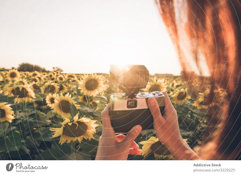 Person photographing sunflower on camera photographer field retro taking photo vintage countryside nature sunset freedom flowers film hobby carefree agriculture