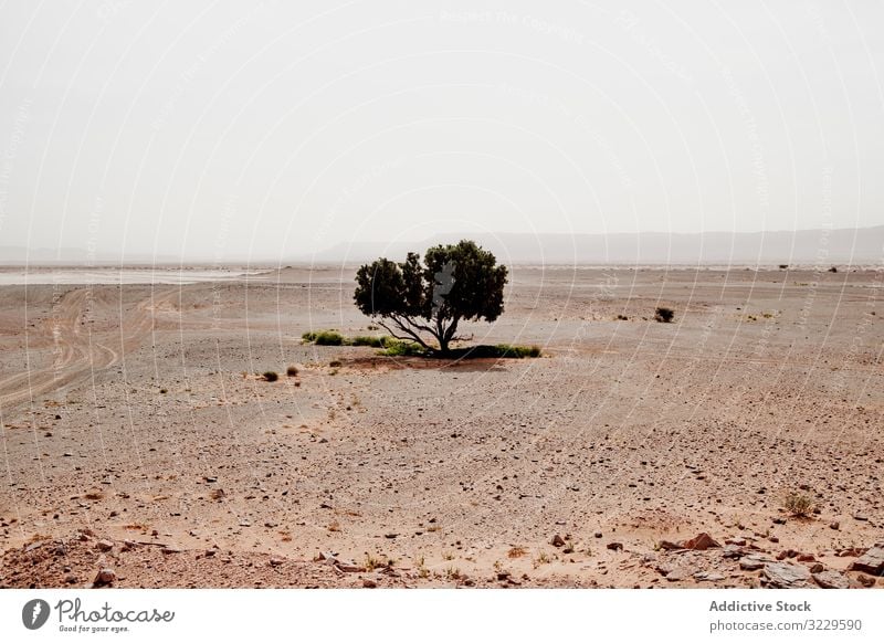 Lonely tree in arid desert sand growth sky gray morocco africa nature nobody landscape dry scenic hot flora plant vegetation lonely climate harmony idyllic calm