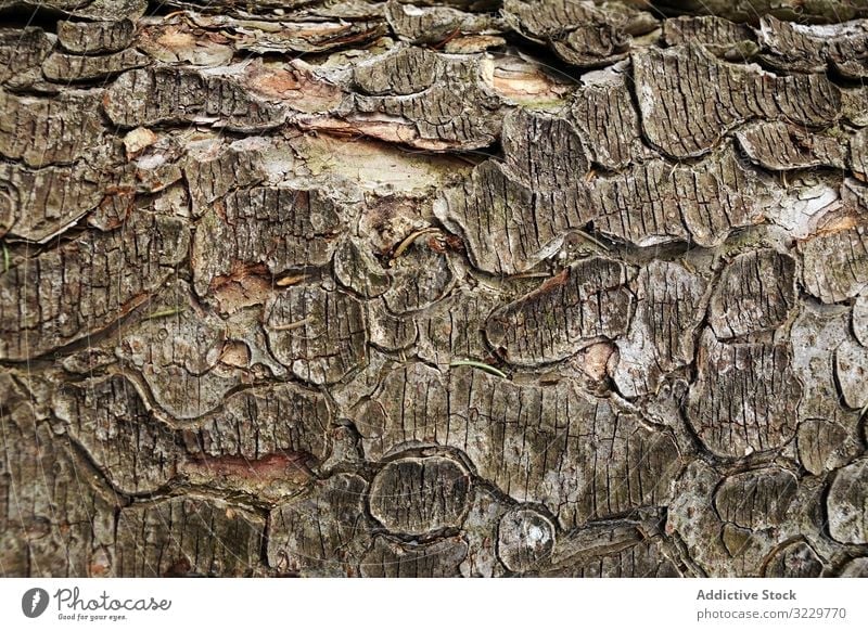 Old tree trunk with ragged bark wood texture cracked old southern poland forest natural log timber plant growth rough brown lumber flaked nature material