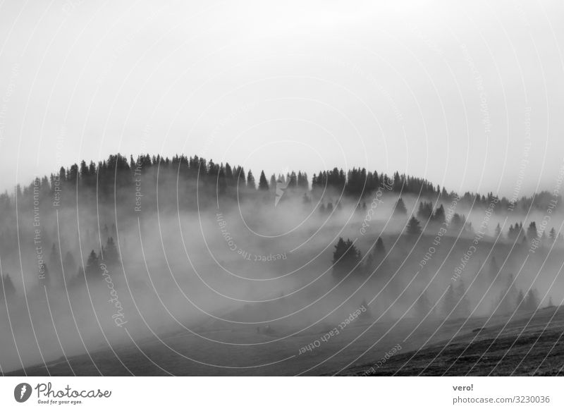Fog over hill with trees in black and white Nature Autumn Forest Hill Alps Observe Discover Relaxation Going Hang Looking Dream Cold Gray Moody Caution Serene
