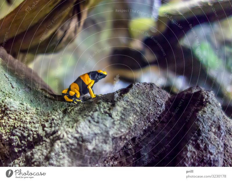 Yellow-banded poison dart frog Nature Animal Virgin forest Rock Frog Stone Black yellow banded woodcreeper colourful poison frog Poison dart frog